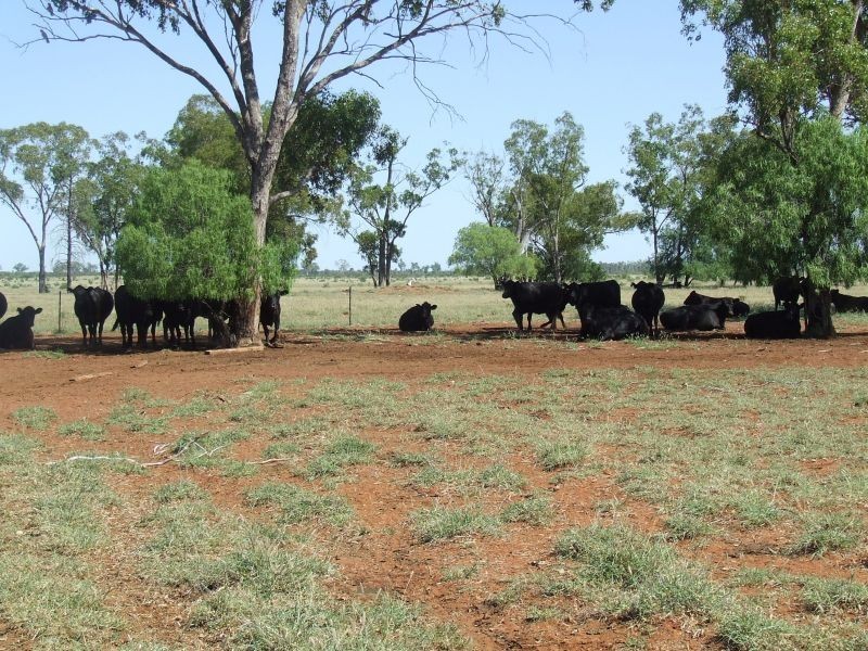 Dirranbandi QLD 4486