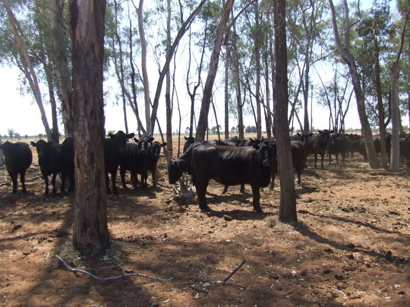 Dirranbandi QLD 4486