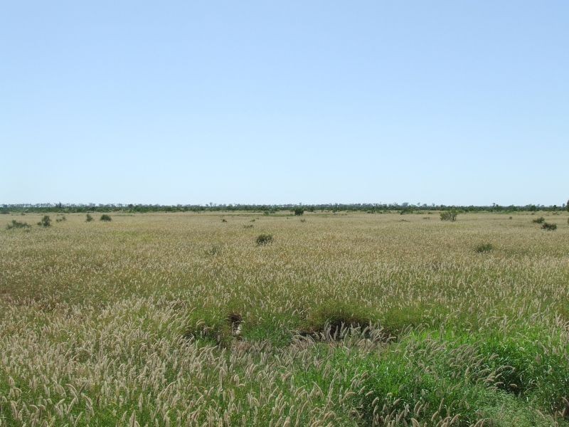 Dirranbandi QLD 4486