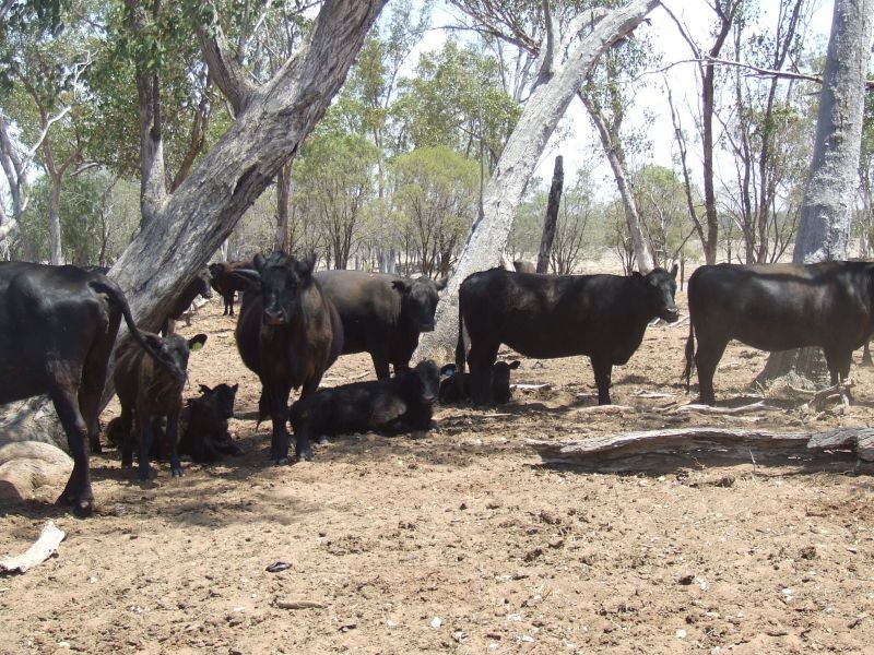 Dirranbandi QLD 4486