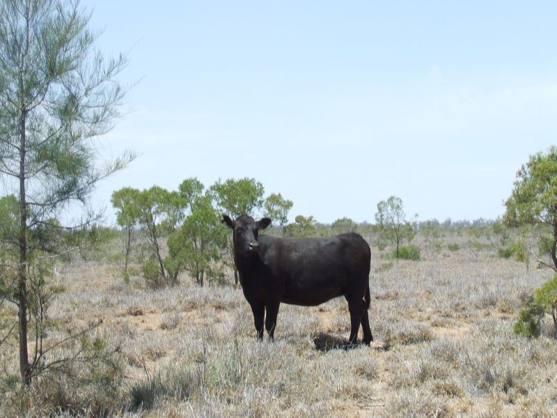 Dirranbandi QLD 4486