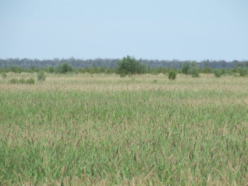 Dirranbandi QLD 4486