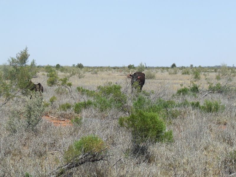 Dirranbandi QLD 4486