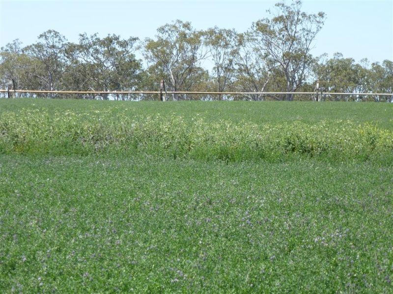 00 Roseneath, Dalby via, Goondiwindi QLD 4390