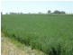 00 Roseneath, Dalby via, Goondiwindi QLD 4390