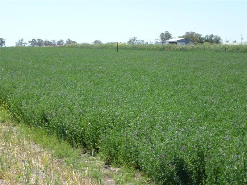 00 Roseneath, Dalby via, Goondiwindi QLD 4390