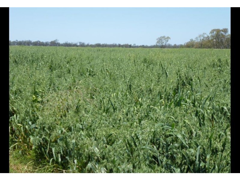 00 Roseneath, Dalby via, Goondiwindi QLD 4390
