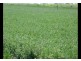 00 Roseneath, Dalby via, Goondiwindi QLD 4390
