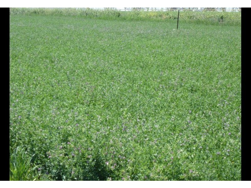 00 Roseneath, Dalby via, Goondiwindi QLD 4390
