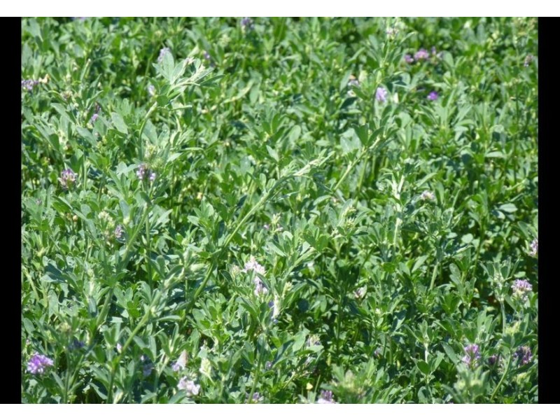 00 Roseneath, Dalby via, Goondiwindi QLD 4390