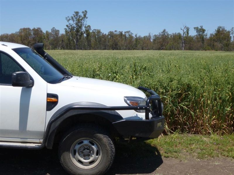 00 Roseneath, Dalby via, Goondiwindi QLD 4390
