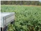 00 Roseneath, Dalby via, Goondiwindi QLD 4390