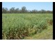 00 Roseneath, Dalby via, Goondiwindi QLD 4390