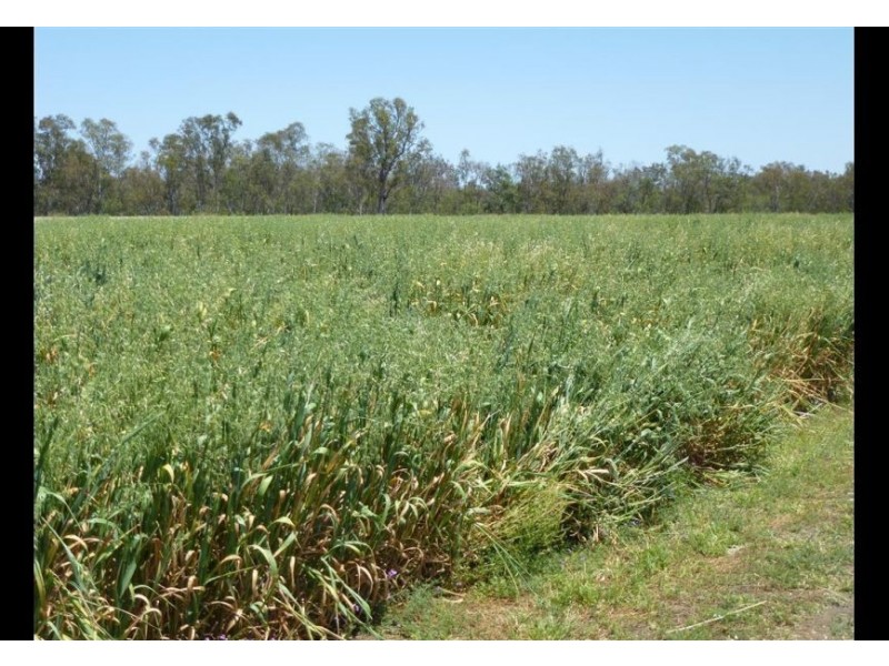 00 Roseneath, Dalby via, Goondiwindi QLD 4390