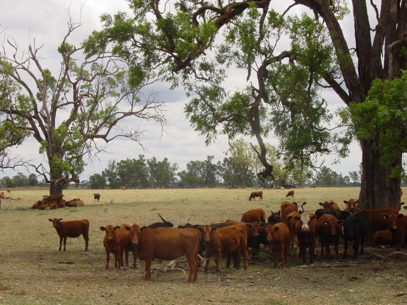 Goondiwindi QLD 4390