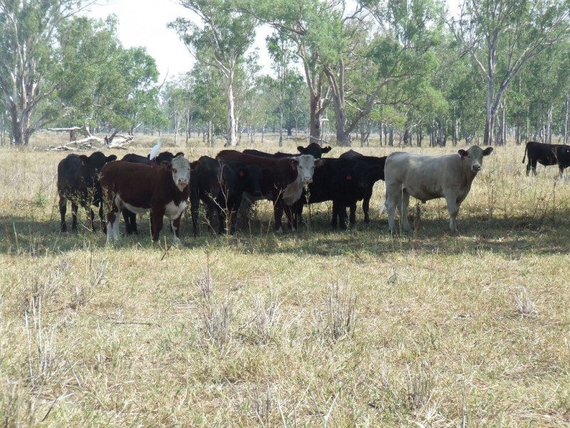 Goondiwindi QLD 4390