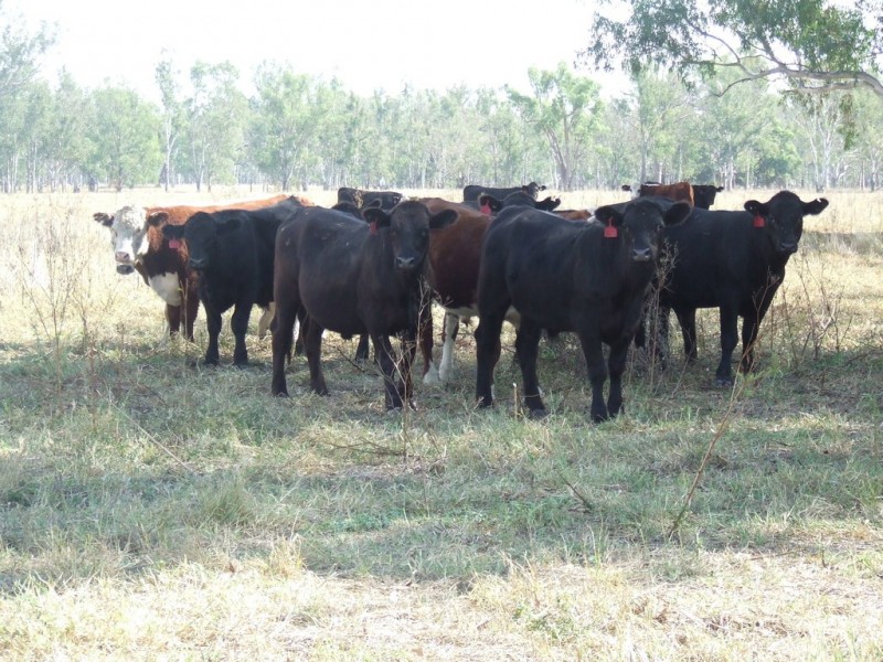 Goondiwindi QLD 4390