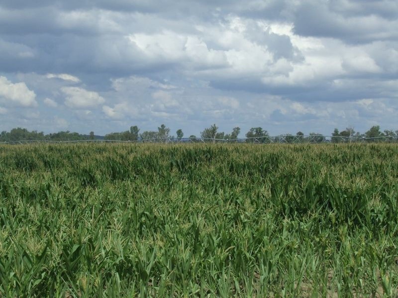 Goondiwindi QLD 4390
