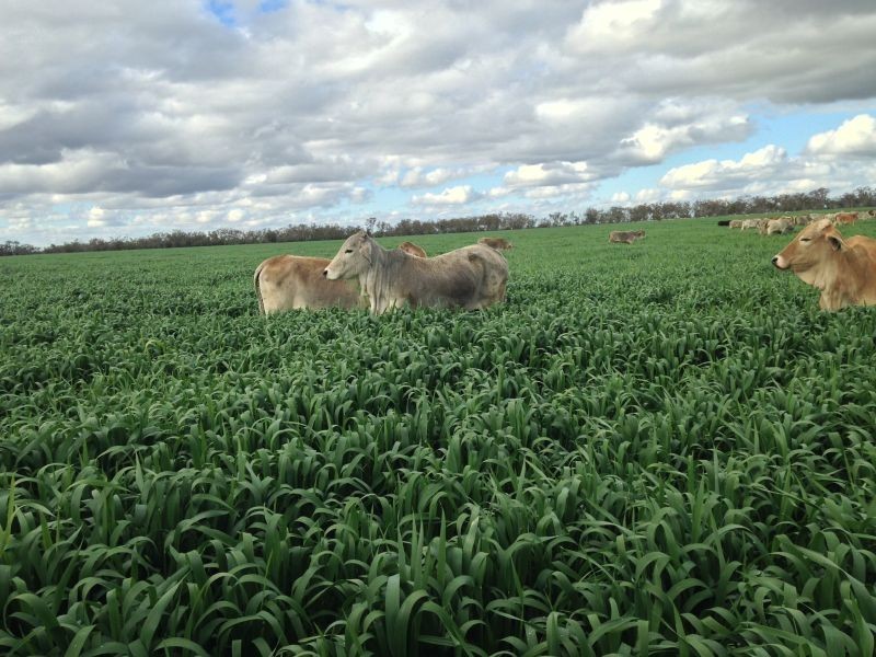Goondiwindi QLD 4390