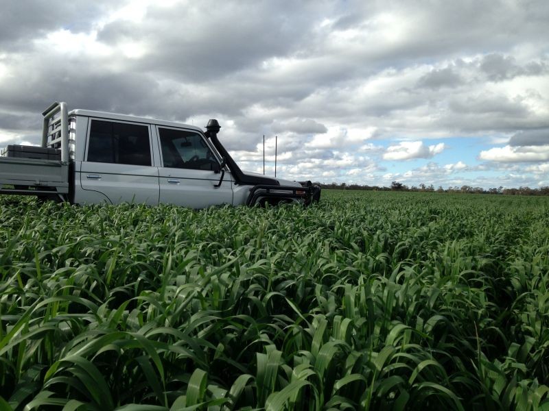 Goondiwindi QLD 4390
