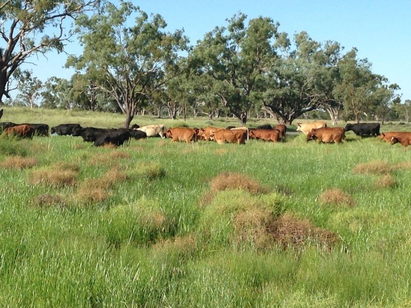 Goondiwindi QLD 4390