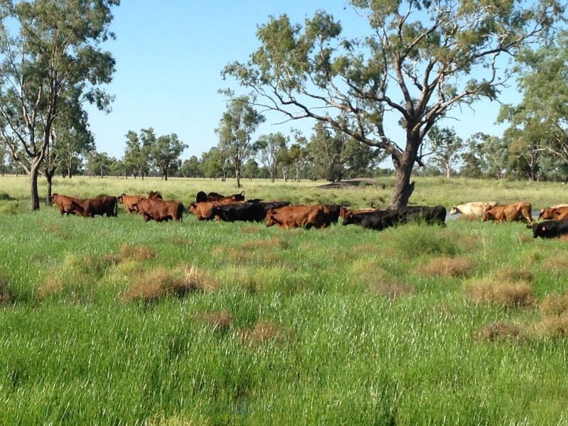 Goondiwindi QLD 4390