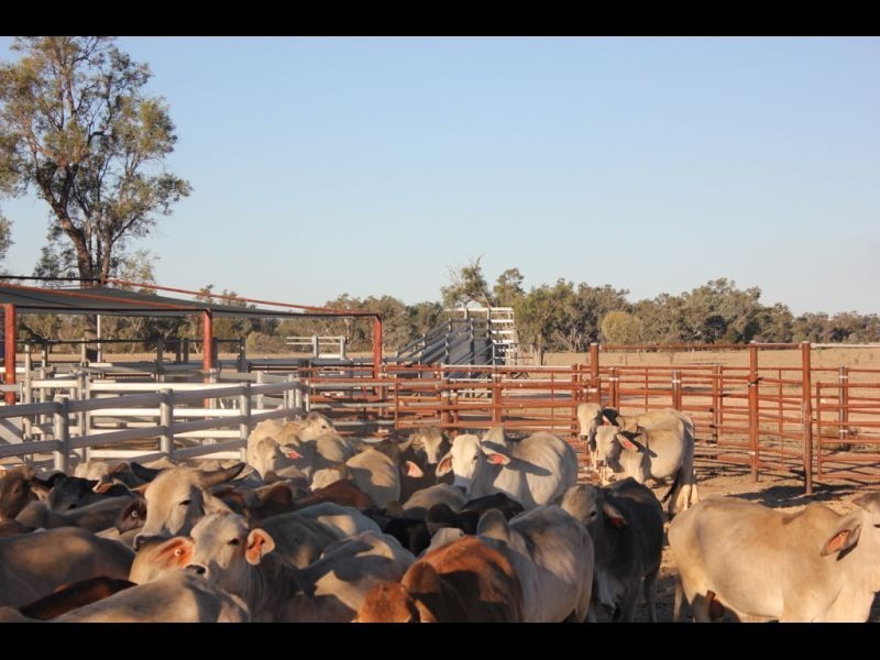 Goondiwindi QLD 4390