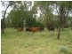 Goondiwindi QLD 4390