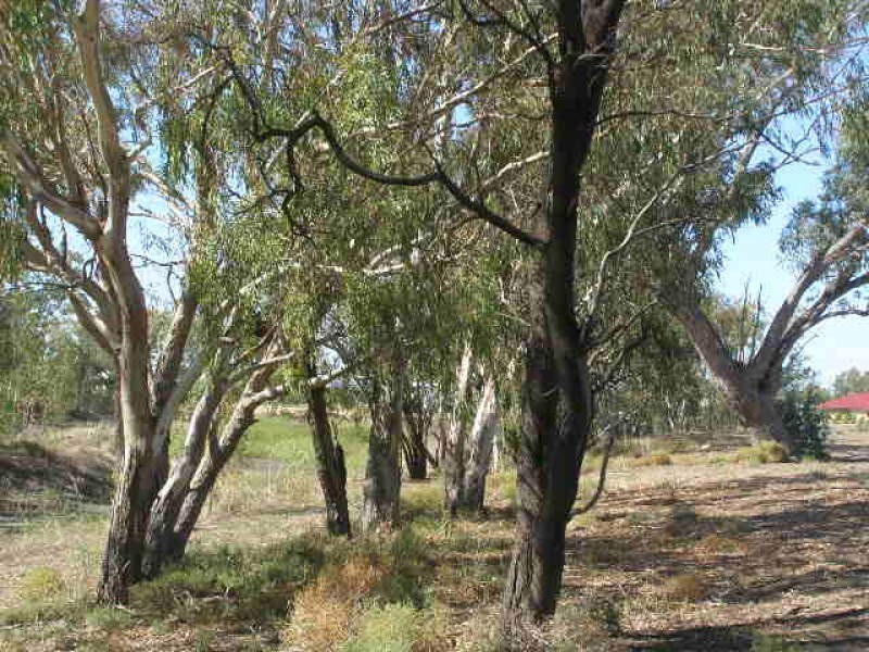 Goondiwindi QLD 4390