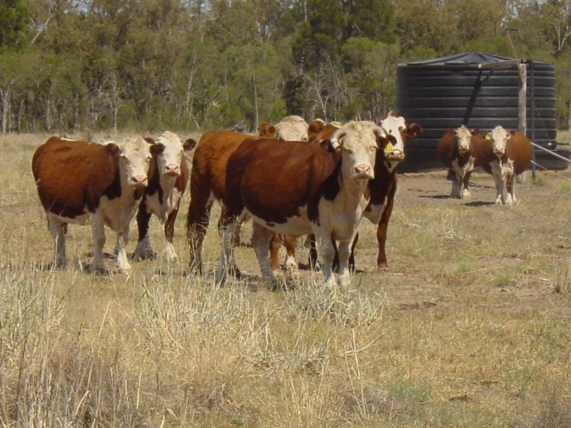 Goondiwindi QLD 4390