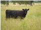 Wallangra NSW 2360