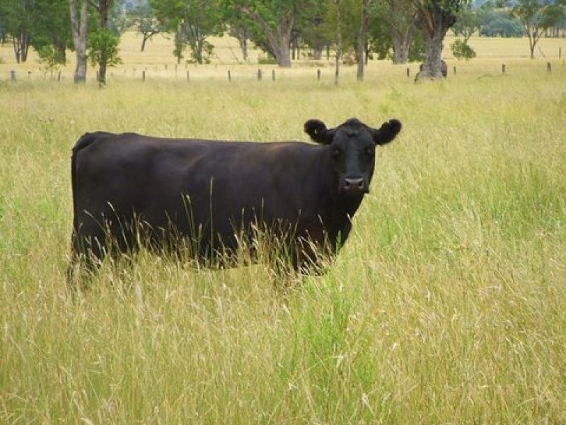Wallangra NSW 2360