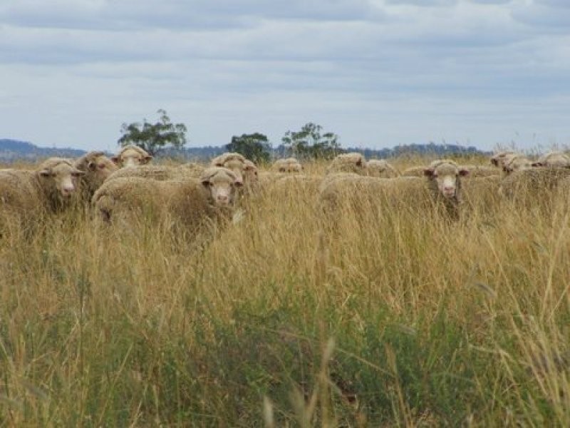 Wallangra NSW 2360