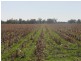 Toobeah QLD 4498