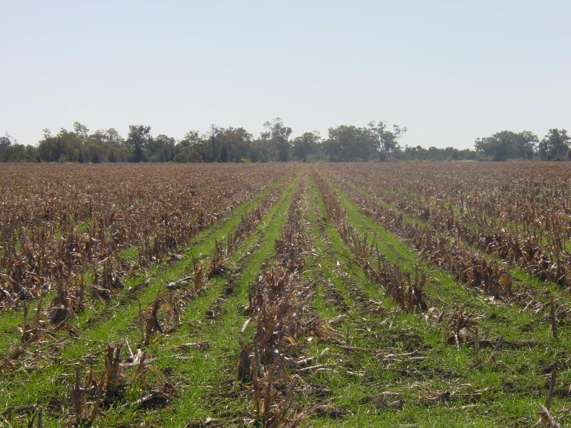 Toobeah QLD 4498