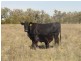 Toobeah QLD 4498