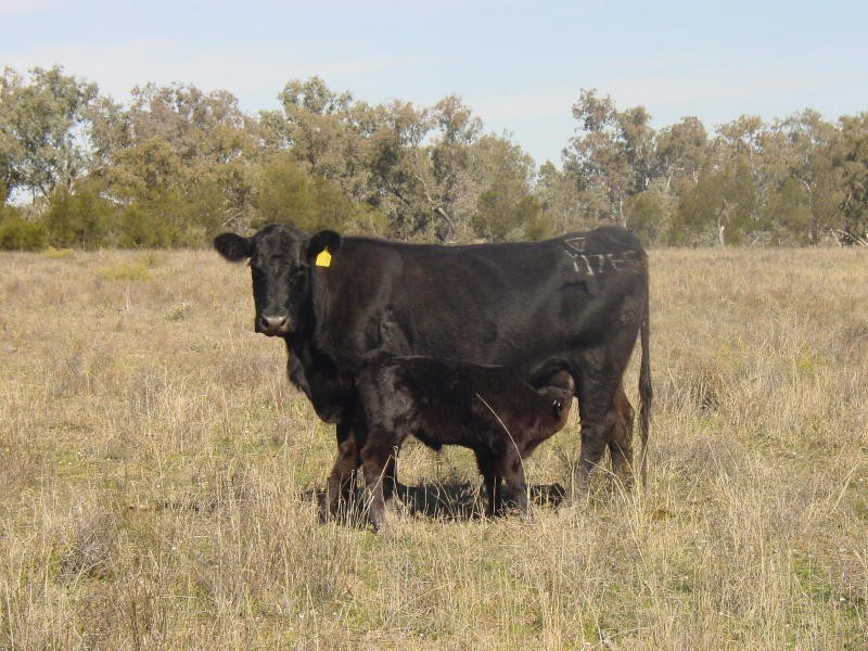 Toobeah QLD 4498
