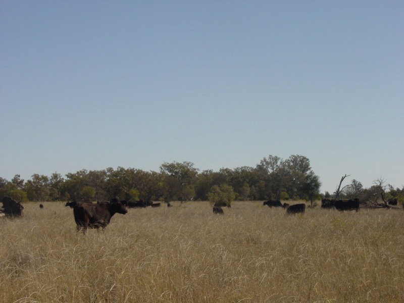 Toobeah QLD 4498
