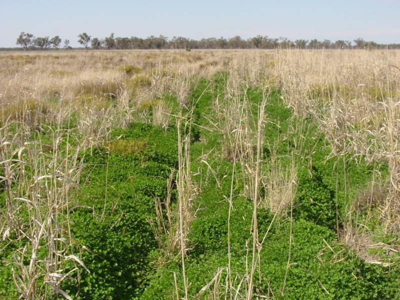 Goondiwindi QLD 4390