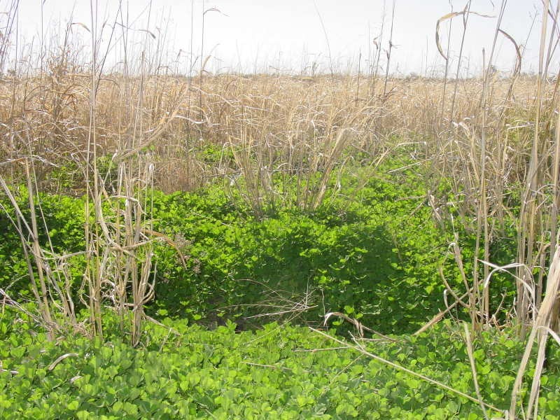 Goondiwindi QLD 4390