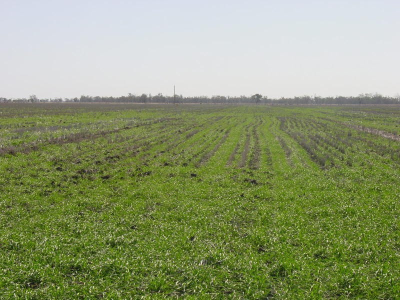 Goondiwindi QLD 4390