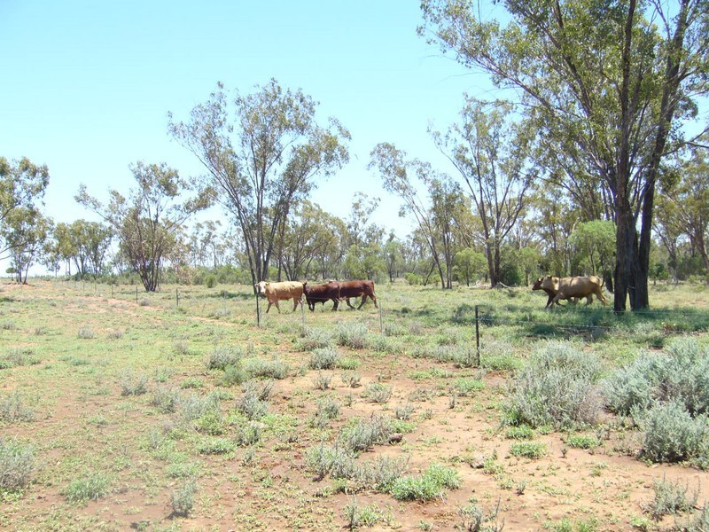 1840 Unity Road, St George QLD 4487