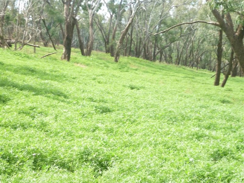 12839 Carnarvon Highway, St George QLD 4487