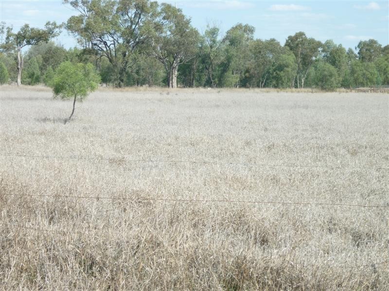 12839 Carnarvon Highway, St George QLD 4487