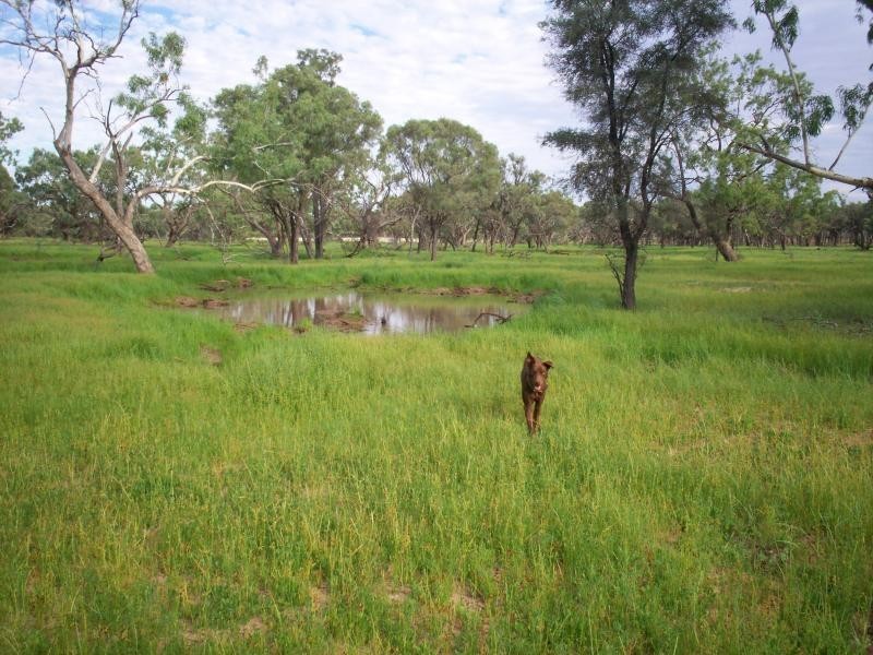 “Moama” 100KM Nw Of Eulo, Bollon QLD 4488