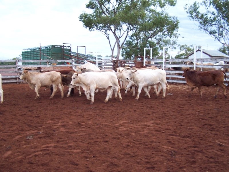 “Moama” 100KM Nw Of Eulo, Bollon QLD 4488