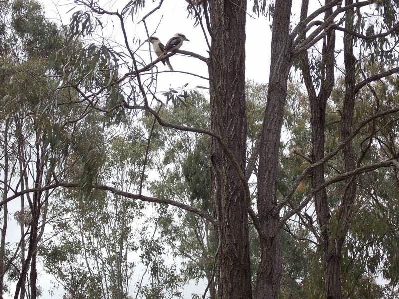 124 Brocklehurst Road, Wattle Camp QLD 4615