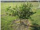 234 Old Yarraman Road, Nanango QLD 4615