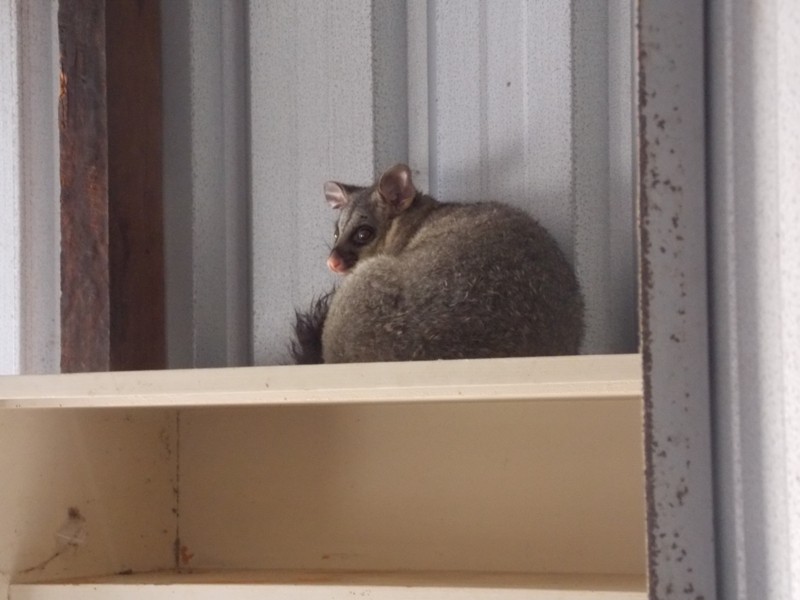 32 Parker Road, Brooklands QLD 4615