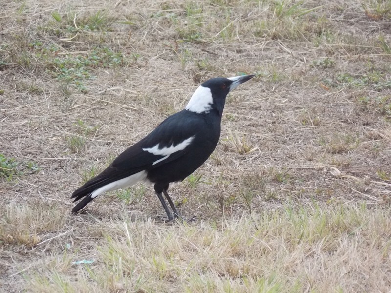 17 FAIRWAY DRIVE, Nanango QLD 4615